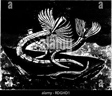 . Une introduction à la zoologie, avec les instructions pour les travaux pratiques (invertébrés). Fig. 42-Sdbella pavoninat (.) dans son tube de boue (grandeur nature).. La grippe. 43.-Serpula vemwyularis (grandeur nature).. Veuillez noter que ces images sont extraites de la page numérisée des images qui peuvent avoir été retouchées numériquement pour plus de lisibilité - coloration et l'aspect de ces illustrations ne peut pas parfaitement ressembler à l'œuvre originale.. Lulham, Rosalie Blanche Jermaine. Londres, Macmillan Banque D'Images