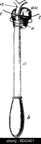 . Un cours élémentaire de zoologie pratique. Zoologie. La grenouille CHAP. art l'abdomen d'une grenouille fraîchement tués de la façon habituelle, en prenant bien garde de ne pas blesser les vaisseaux sanguins. Retirez la partie médiane de l'épaule-slip afin d'exposer le cœur, l'exhumer le péricarde, et avec une seule coupe des ciseaux couper l'e résultats t- la moitié de la ventricule, ce qui permet au sang de s'échapper librement. Passer un morceau de fil (pas en coton), environ six pouces de long, tour du cœur, à peu près à la jonction des oreillettes et le ventricule, et lui donner une seule cravate lâche, comme montré dans Fig. 25. Quand le saignement Banque D'Images