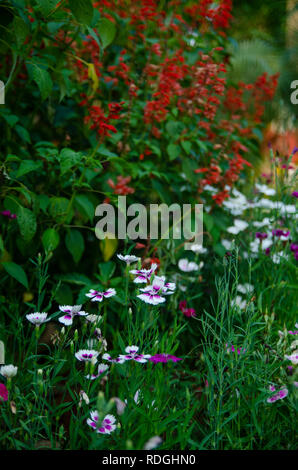 Fleurs blanches en automne. Peut-être, Lobelia cardinalis lobélie cardinale dans l'arrière-plan en rouge. Banque D'Images