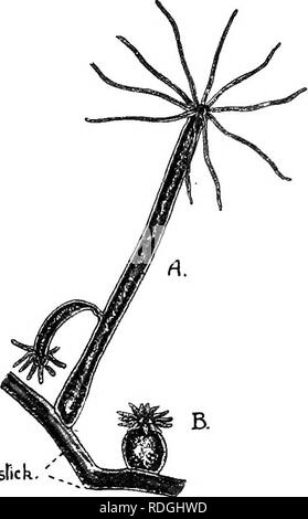 . Une introduction à la zoologie, avec les instructions pour les travaux pratiques (invertébrés). 24 INTRODUCTION À LA ZOOLOGIE peu masse arrondie tentacules (Fig. 9, B). Différentes espèces. avec de simples boutons pour représenter la couleur de l'^ corps varie dans les différentes espèces ; Hydra viridis est vert vif, H. fusca une couleur brunâtre, et H. vul- garis un brun jaunâtre plus léger. Les deux dernières espèces sont également plus grands, et ont habituellement six tentacules relativement longue, atteignant dans H. fusca à plusieurs fois la longueur du corps, alors que, dans H. viridis Les huit tentacules, même lorsqu'elle est complètement étendu, ne sont pas en règle générale Banque D'Images