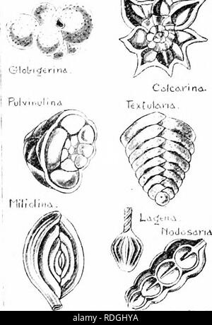 . Une introduction à la zoologie, avec les instructions pour les travaux pratiques (invertébrés). 10 INTROnrcriON iinother foini tandis que jusqu'à la zoologie, avec des pseudopodes et plusieurs noyaux, se distingue comme Amnehii quartti,. Uiiicellnlar vhlch Sluil Fornix sécrètent une. De nombreuses formes étroitement allié à Amoelja ont fait un pas vers le haut" sur l'échelle de la vie, l'acquisition de l'hahit liy d ^ 4 scci'etin leur ronde une hodies couvrant, qui n'est pas temporaire comme dans le cas de l'Amoeba's "kyste," mais est permanente, et est d'une telle forme, que Avdrilst permettant à tous les processus vitaux pour continuer un- vérifié, j'ai Banque D'Images