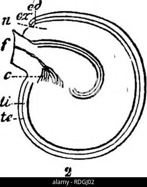 . Un manuel de botanique : être une introduction à l'étude de la structure, la physiologie et la classification des végétaux . La botanique. . Veuillez noter que ces images sont extraites de la page numérisée des images qui peuvent avoir été retouchées numériquement pour plus de lisibilité - coloration et l'aspect de ces illustrations ne peut pas parfaitement ressembler à l'œuvre originale.. Balfour, John Hutton, 1808-1884. Edinburgh : A. et C. Black Banque D'Images