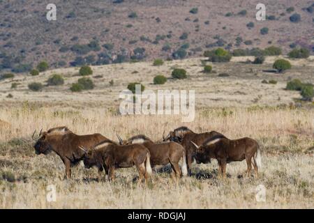 Gnous noirs (Connochaetes gnou), petit troupeau, debout dans la prairie ouverte, Mountain Zebra National Park, Eastern Cape Banque D'Images