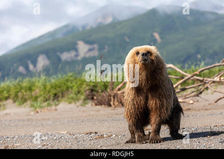 Ours brun (Ursus arctos) jouant sur la plage de Lake Clark National Park, Alaska Banque D'Images