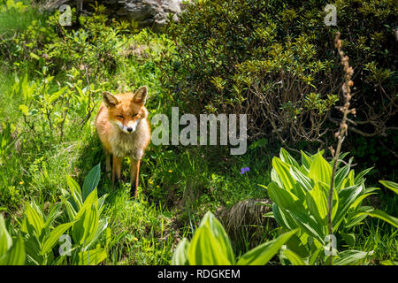 Rotfuchs im Nationalpark Gran Paradiso, Aosta Tal, Italien Banque D'Images