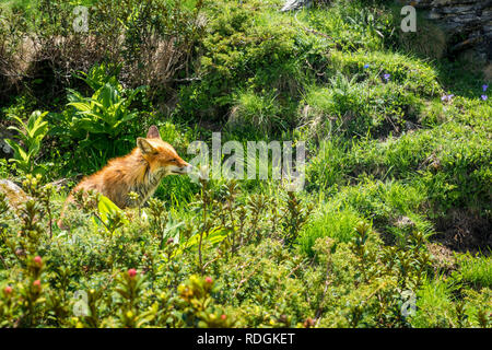 Rotfuchs im Nationalpark Gran Paradiso, Aosta Tal, Italien Banque D'Images