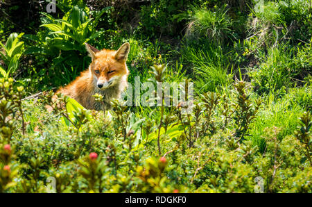 Rotfuchs im Nationalpark Gran Paradiso, Aosta Tal, Italien Banque D'Images