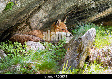 Rotfuchs im Nationalpark Gran Paradiso, Aosta Tal, Italien Banque D'Images