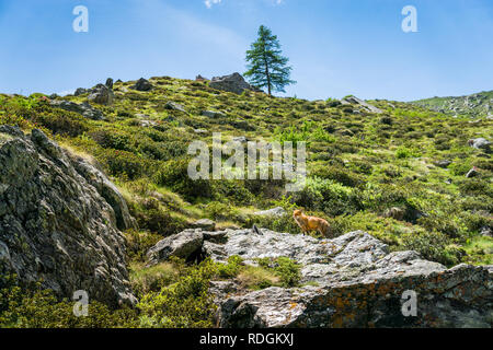 Alpwiese Rotfuchs auf im Nationalpark Gran Paradiso, Aosta Tal, Italien Banque D'Images