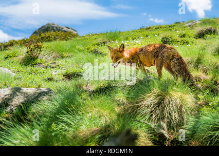 Rotfuchs im Nationalpark Gran Paradiso, Aosta Tal, Italien Banque D'Images