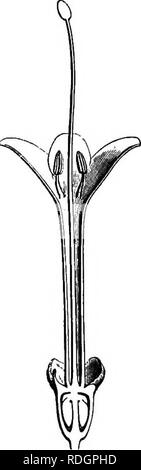 . L'histoire naturelle des plantes. La botanique. Fig. 345. La fleur (4). Fig. 347. firuit liong. sect. de. Fig. 348. Graines (|). Fig. 346. Long, de secte, de fleur. qui s'étend de l'umbihcus au funicule elle-même (fig. 347, 348). Ce sont des arbustes des régions tempérées et chaudes. L'Amérique, "l'Afrique australe " et tropicales et d'Amérique du Nord, avec des feuilles opposées et mixte, capituliform, inflorescences terminales et axillaires. Ourouparia (fig. 349-354) a l'inflorescence de Namlea et Cephalanthus, axillaires et pédonculé presque toujours. Très souvent, les fleurs l'abandon, il ne reste que le pédoncule, whi Banque D'Images