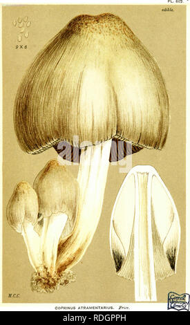 . Illustrations de champignons hyménomycètes (britannique) pour servir d'atlas pour le "Manuel de champignons britannique". Les champignons, la botanique. 666.. COPRINUS ATRAMENTARIUS, frites, à propos de old stmnp» nafeed :, et sur le sol. . Commun. Veuillez noter que ces images sont extraites de la page numérisée des images qui peuvent avoir été retouchées numériquement pour plus de lisibilité - coloration et l'aspect de ces illustrations ne peut pas parfaitement ressembler à l'œuvre originale.. Cooke, M. C. (Mordecai Cubitt), b. 1825 ; Cooke, M. C. (Mordecai Cubitt), b. 1825. Handbook of British champignons. Londres, Williams et Norgate Banque D'Images