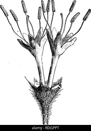 . L'histoire naturelle des plantes. La botanique. 272 NATUEAL verticillate HISTOIRE DE PLANTES. feuilles, de stipuler. Les inflorescences sont parfois, pédonculé, terminal regroupés dans umbelliform cymes. Sous le nom d'Eleuthranthes a été décrit une petite herbe australienne Opercularia) umiellata {Pomax.. Veuillez noter que ces images sont extraites de la page numérisée des images qui peuvent avoir été retouchées numériquement pour plus de lisibilité - coloration et l'aspect de ces illustrations ne peut pas parfaitement ressembler à l'œuvre originale.. Baillon, Henri Ernest, 1827-1895 ; Hartog, Marcus Manuel, 1851-. Londres, L. Reeve & Banque D'Images