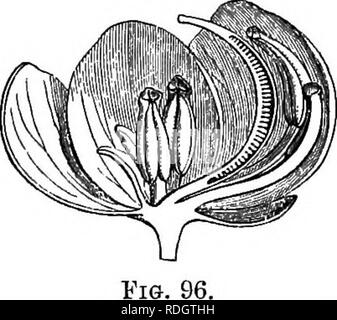 . L'histoire naturelle des plantes. La botanique. 118 AE NATUREL8T0EY DE PLANTES. Cassia (Senma) oiovata. et de la courbure, est surmonté d'un style qui n'est la réduction, ou plus rarement dilaté et capité, ou à sa stigmatiferous cilié apex.' sur la paroi postérieure de l'ovaire cellule est un placenta longitudinales portant sur les deux de ses lèvres une rangée verticale d'ovules anatropes, indéfinie en nombre, avec leur micropyles à l'extérieur à partir de l'hile.' la gousse de la casse est très variable dans la forme, l'épaisseur et l'uniformité ; il est déhiscent ou indéhiscent, avec le péricarpe plus ou moins frappant ou hypertro Banque D'Images