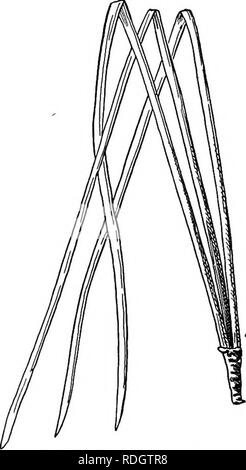 . Nos arbres indigènes et la façon de les identifier ; une étude de leurs habitudes populaires et leurs particularités. Les arbres. La famille, de l'écorce de pin et de résine assez claire. Ils sont dispersés le long des branches et ne sont pas très nombreux. Ils détiennent leurs graines assez bien. Au printemps, car la neige commence à passer et les oiseaux reviennent, la Little Red-breasted contre-projet de loi s'arrête sur son chemin pour se nourrir de riorth ces graines. Les oiseaux viennent en troupes et prendre possession d'un arbre ; et il est intéressant de voir leur petit bec crochu jerk les graines du cône. Le pin rouge devraient trouver leur place dans chaque parc. LOBL Banque D'Images