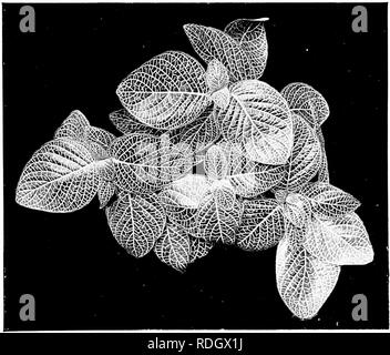 . Des études de l'usine ; une école primaire la botanique. La botanique. Feuilles : FUXCTION, STRUCTURE, ETC. 37 et de soutien sont très condnctioii parfait (voir Fig. 27). Il est également clair que la substance verte^ ainsi soutenus et fourni avec matériel est la partie importante de la feuille, la partie qui demande le^ la lumière-matière. Stud}' les divers plans de la veine systems en Figs. 3, 9, 13, 18, IIJ, 20, 21, 25, 2U, 51, 70, 76, S2, S3, 92, 106.. Fig. 2T. une plante (FUtonia) dont les feuilles montrent un réseau de veines, et aussi une aUjusl- ment à eux pour former une mosaïque. 30. L'épiderme.-Si une feuille épaisse prendre, comme un Banque D'Images