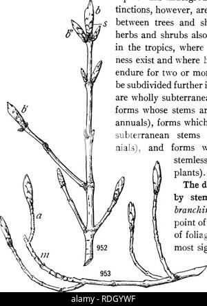 . Un manuel de botanique pour les collèges et universités ... La botanique. L'ÉCOLOGIE 646 souches vivaces, ligneuses, habituellement avec un tronc principal unique ; une shruh possède une tige semblable mais plus petit, généralement mois un certain nombre de pousses égale environ à la suite ou à proximité de la base ; une herbe n'est pas con- spicuously woody et a généralement une tige aérienne annuelle et souvent aussi une tige souterraine vivace. Ces dis- tinctions, cependant, sont arbitraires, des gradations entre les arbres et arbustes d'être commun, les herbes et arbustes on trouve également, en particulier dans les tropiques, où tous les degrés de woodi- ness et où l'herbaceou Banque D'Images