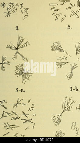 . Eesti Looduseuurijate Seltsi aastaraamat. L'histoire naturelle. . Veuillez noter que ces images sont extraites de la page numérisée des images qui peuvent avoir été retouchées numériquement pour plus de lisibilité - coloration et l'aspect de ces illustrations ne peut pas parfaitement ressembler à l'œuvre originale.. Eesti Selts Looduseuurijate. Tallinn : Valgus Banque D'Images