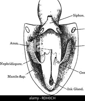 . Texte élémentaire-livre de zoologie. 278 A. Le mollusque bouche conduit par les mâchoires dans un chamher buccale qui contient un râpage d'odontophore essentiellement le même ^^ la nature comme celle de l'escargot. D'un conduit d'une paire de glandes salivaires s'ouvre sur la chambre. L'œsophage conduit à l'estomac, un grand sac arrondi.  à partir de la proximité de la jonction de l'estomac et de l'oesophage l'intestin passe vers l'avant et vers le bas jusqu'à l'anus, et une petite sacciforme cacum ouvre au même point. Ici également ouvrir les conduits jumelés Fig. 196.-vue ventrale d'Mantle-Cavity Sepia officinalis avec Cu Banque D'Images