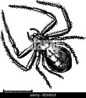 . Une introduction à la zoologie, avec les instructions pour les travaux pratiques (invertébrés). Fig. 129.-Drassus lapidosus. ils sont. Veuillez noter que ces images sont extraites de la page numérisée des images qui peuvent avoir été retouchées numériquement pour plus de lisibilité - coloration et l'aspect de ces illustrations ne peut pas parfaitement ressembler à l'œuvre originale.. Lulham, Rosalie Blanche Jermaine. Londres, Macmillan Banque D'Images