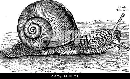 . Texte élémentaire-livre de zoologie. 262 mollusques. Chapitre XVIII. Mollusques. HELIX. ANODON. Sépia. I.-hélice. Embranchement des Mollusques (p. 282). Class Gastropoda (p. 283). Fig. 184.-Vue latérale de l'{Escargot Helix pomatia). La taille naturelle. Tentacule oculaire.. Remarque Le "creeping']pied, coquille spiralée et tête avec tentacules. Helix pomatia (l'escargot comestible" ou Romain) est légèrement plus grand que l'Helix aspersa (escargot) et plus con- venient pour la dissection. Elle ne diffère pas de caractéristiques essentielles. Le corps est d'une couleur vert-foncé, couleur d'ardoise et de la coquille d'un vert pâle uniforme. L'escargot est un Banque D'Images