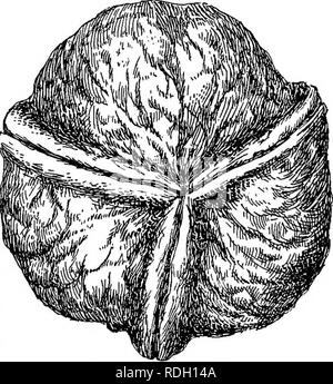 . L'écrou culturist : un traité sur la propagation, la plantation et la culture d'arbres fruitiers et d'arbustes, adaptées au climat de la United States ... Les écrous. . Veuillez noter que ces images sont extraites de la page numérisée des images qui peuvent avoir été retouchées numériquement pour plus de lisibilité - coloration et l'aspect de ces illustrations ne peut pas parfaitement ressembler à l'œuvre originale.. Andrew Fuller, Samuel, 1828-1896. New York : Orange Judd Banque D'Images