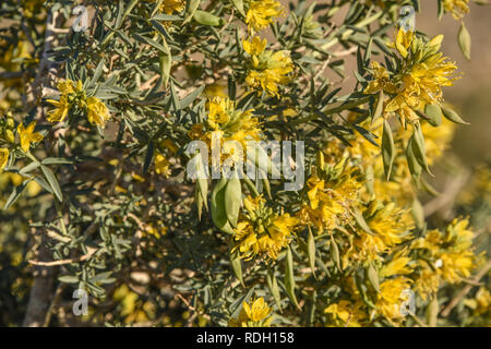 Arbustes à fleurs jaune brûlante et les coupelles de semences dans la région de Joshua Tree National Park, California, USA Banque D'Images