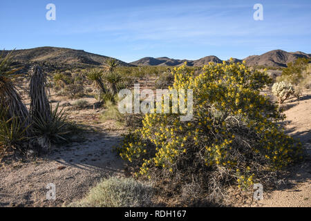 Arbustes à fleurs jaune brûlante et les coupelles de semences dans la région de Joshua Tree National Park, California, USA Banque D'Images