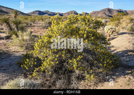 Arbustes à fleurs jaune brûlante et les coupelles de semences dans la région de Joshua Tree National Park, California, USA Banque D'Images