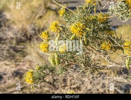 Arbustes à fleurs jaune brûlante et les coupelles de semences dans la région de Joshua Tree National Park, California, USA Banque D'Images