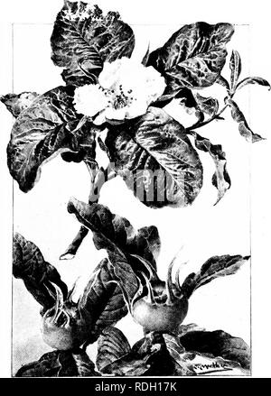 . Les arbres familiers. Les arbres. Fleurs, fruits et feuilles de néflier.. Veuillez noter que ces images sont extraites de la page numérisée des images qui peuvent avoir été retouchées numériquement pour plus de lisibilité - coloration et l'aspect de ces illustrations ne peut pas parfaitement ressembler à l'œuvre originale.. Boulger, George Simonds, 1853-1922. Londres, New York, Cassell Banque D'Images