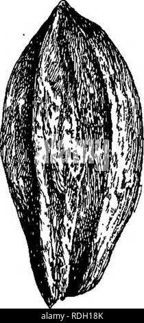 . L'écrou culturist : un traité sur la propagation, la plantation et la culture d'arbres fruitiers et d'arbustes, adaptées au climat de la United States ... Les écrous. Les noix d'hickory. 173. de crêtes et de dépressions d'exécution de la base au point, la surface de la coquille étant divisée en lignes ondulées, irréguliers, assez ressemblant à la coquille de la plus com- mun des variétés de noix de Perse. J'ai occasion- ally vu très variétés similaires, mais de plus petite taille,-parmi les lots mélangés de noix d'hickory en vente dans nos marchés de la ville, également les écrous de forme oblongue, comme illustré dans la gueuse. 63, mais bien sûr il n'y a pas moyen de t Banque D'Images