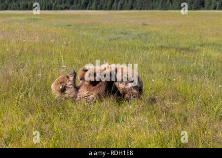 Ours brun (Ursus arctos) sow et deux deuxième année d'oursons en soins infirmiers Lake Clark National Park, Alaska Banque D'Images