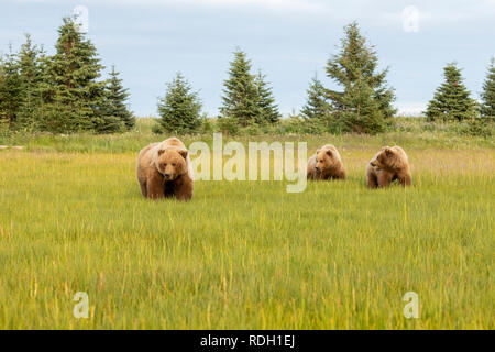 Ours brun (Ursus arctos) sow et deux troisième année louveteaux mangent de l'herbe à Lake Clark National Park, Alaska Banque D'Images