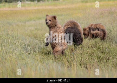 Ours brun (Ursus arctos) sow et deux deuxième année louveteaux mangent de l'herbe à Lake Clark National Park, Alaska Banque D'Images