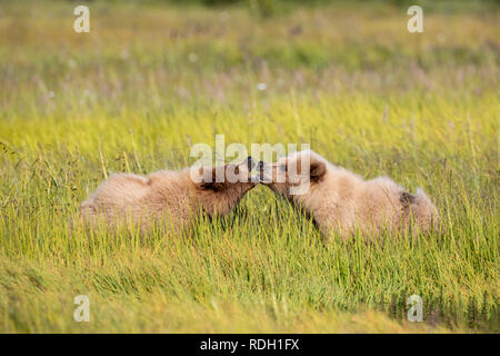 Ours brun (Ursus arctos) deux deuxième année d'oursons face à face en Lake Clark National Park, Alaska Banque D'Images