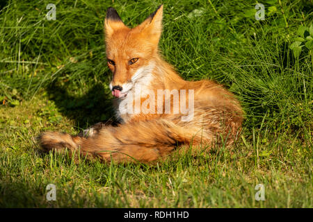 Le renard roux (Vulpes vulpes) reposant dans Lake Clark National Park, Alaska Banque D'Images