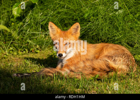 Le renard roux (Vulpes vulpes) reposant dans Lake Clark National Park, Alaska Banque D'Images