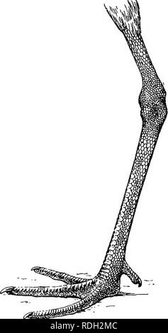 . Les oiseaux de l'Afrique du Sud. Les oiseaux. CHAEADEIID^ NUMENIUS 385 sous-famille III. TOTANIN^. Le projet de loi variable en longueur ; rainure nasale s'étendant le long de la plus grande partie de la mandibule ; yeux normal ; tarse protégée dans l'avant ; un changement saisonnier distinct du plumage. Genre I. NUMENIUS. Type. Numenius, Briss. Orn. v, p. 311 (1760) N. arquatus. Le projet de loi long, au moins tvyice la longueur de la tête, légèrement vers le bas et courbes arquées, la mandibule supérieure obtuse et projeter au-delà de la partie inférieure ; narines fente linéaire dans une dépression s'étendant environ les trois quarts de la longueur de l'aile ; le projet de loi. Cochon. 126.-Gauche fo Banque D'Images