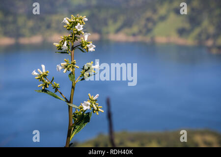Le Yerba santa (Eriodictyon californicum) en fleur, Lake in Berryessa en arrière-plan, Stebbins Cold Canyon, Napa Valley, Californie Banque D'Images