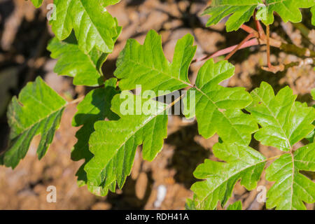 Pacifique brillant lecon (Toxicodendron diversilobum) laisse de plus en plus près du sol, en Californie Banque D'Images