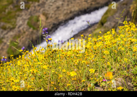 Goldfield fleurs sauvages sur les collines au nord de la Montagne de la table, course rapide Creek dans l'arrière-plan, d'Oroville, Californie Banque D'Images