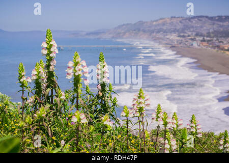 Bellardia trixago méditerranéen (lin), Mori Point, Pacifica, baie de San Francisco en Californie envahissantes ; Banque D'Images