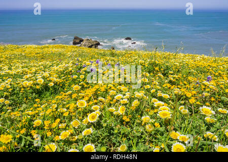 Superbloom sur la côte de l'océan Pacifique, Mori Point, Pacifica, Californie Banque D'Images