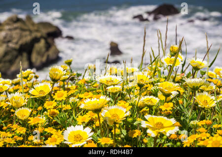 Tidytips et goldfields qui fleurit sur la côte de l'océan Pacifique à Mori Point, Pacifica, baie de San Francisco, Californie Banque D'Images