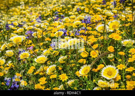 Domaine de fleurs sauvages à Mori Point, côte de l'océan Pacifique, Pacifica, Californie Banque D'Images