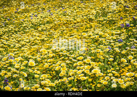 Domaine de fleurs sauvages à Mori Point, côte de l'océan Pacifique, Pacifica, Californie Banque D'Images