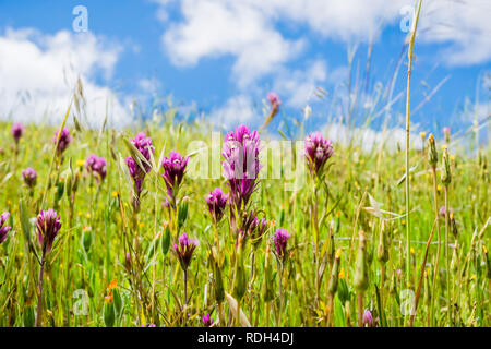 Close up of Owl de clover (Castilleja exserta) Californie, fleurs sauvages Banque D'Images