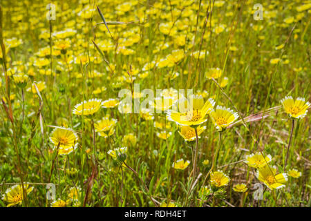 Layia platyglossa wildflowers (communément appelé le tidytips côtière) sur terrain, en Californie Banque D'Images