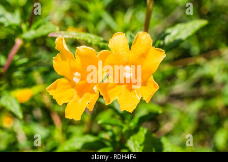 Close up of Sticky Monkey Fleurs (Diplacus aurantiacus), Californie Banque D'Images